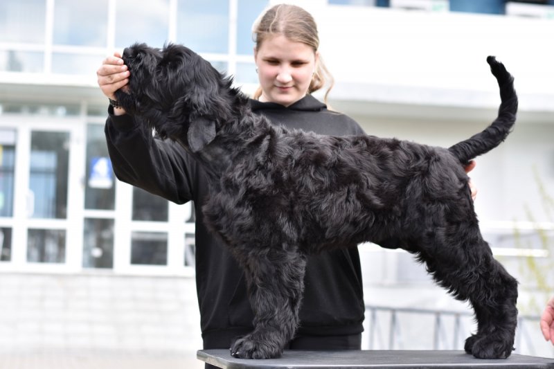 russian-black-terrier-kupit-shchenka