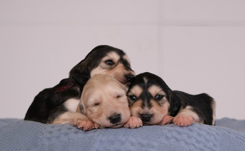 saluki-buy-puppy-from-kennel