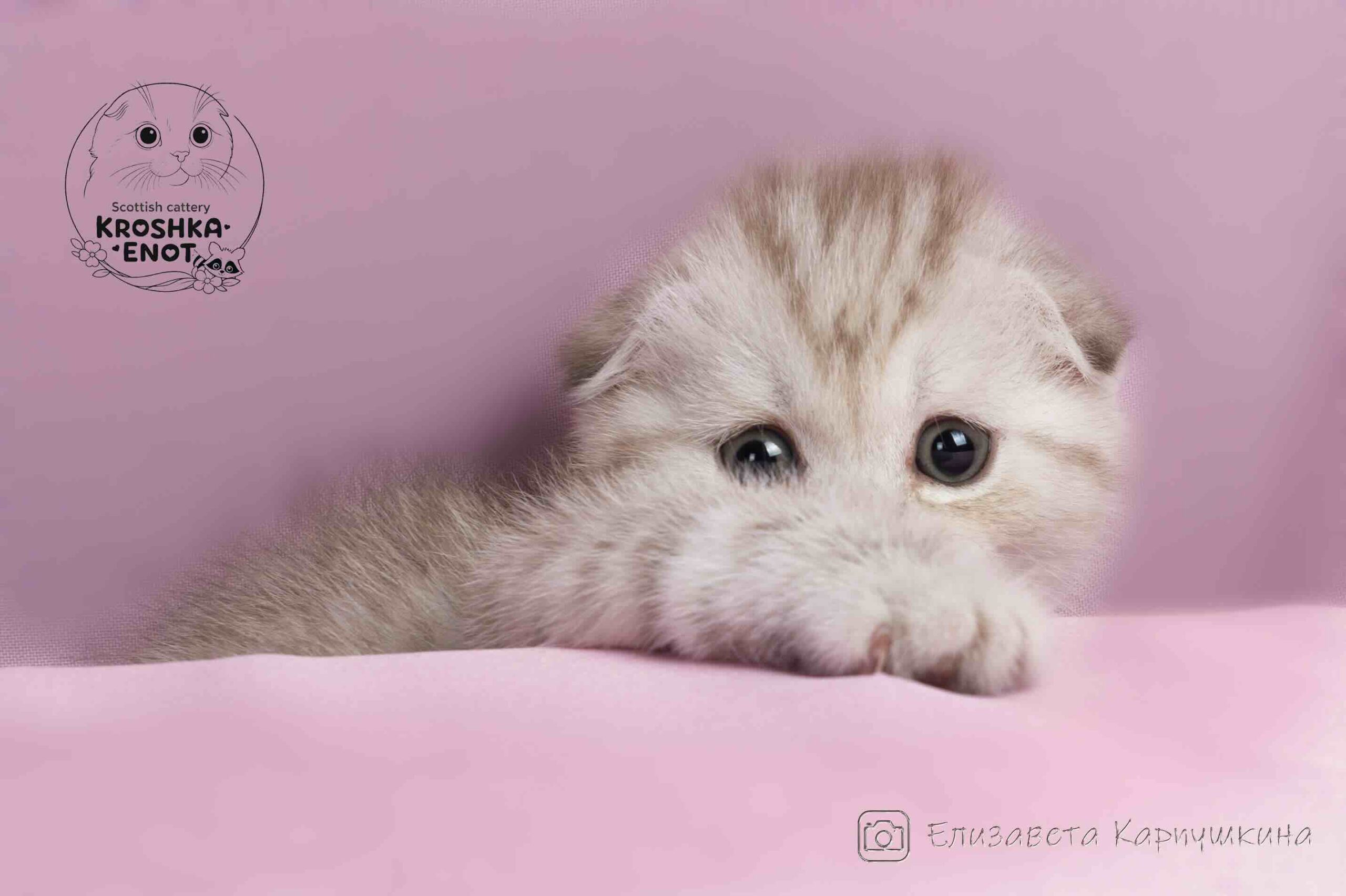 scottish-fold-kupit-kotenka