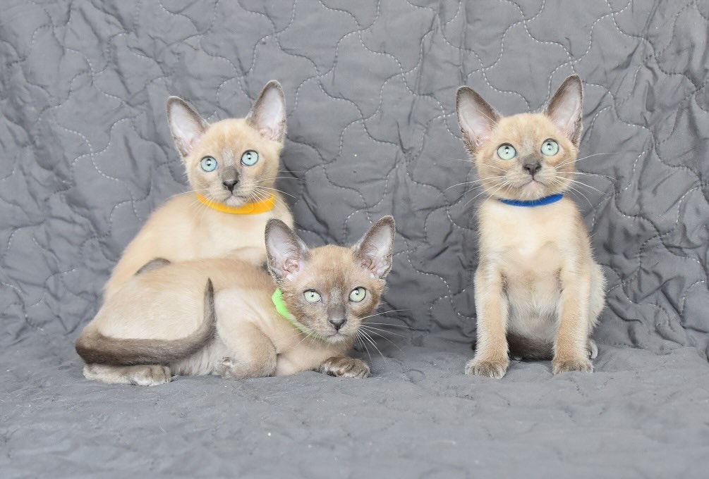 tonkinskaja-koshka-buy-kitten