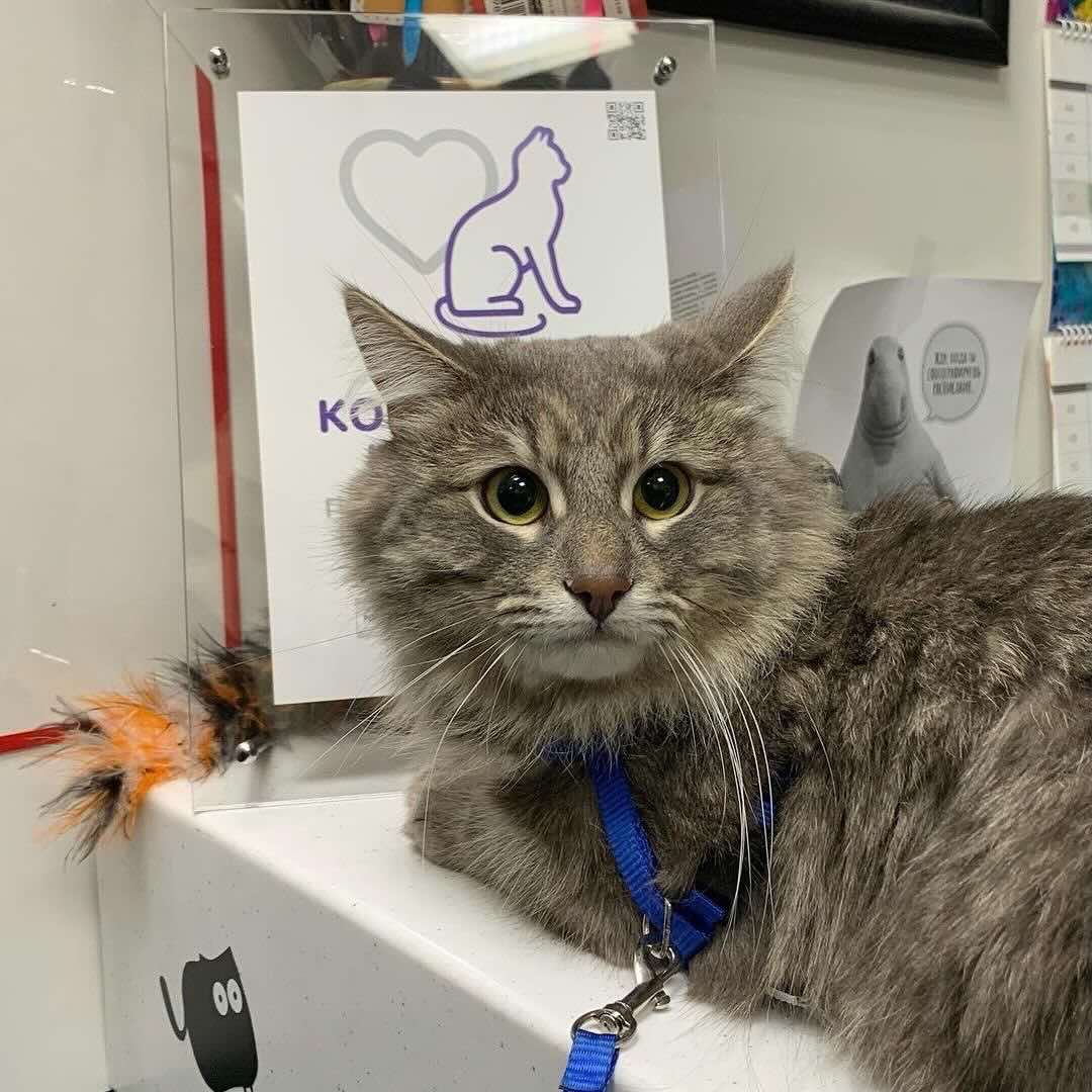 https://zoonika.com/wp-content/uploads/2026/05/vet-clinika-cotdavinchi-adres.jpeg