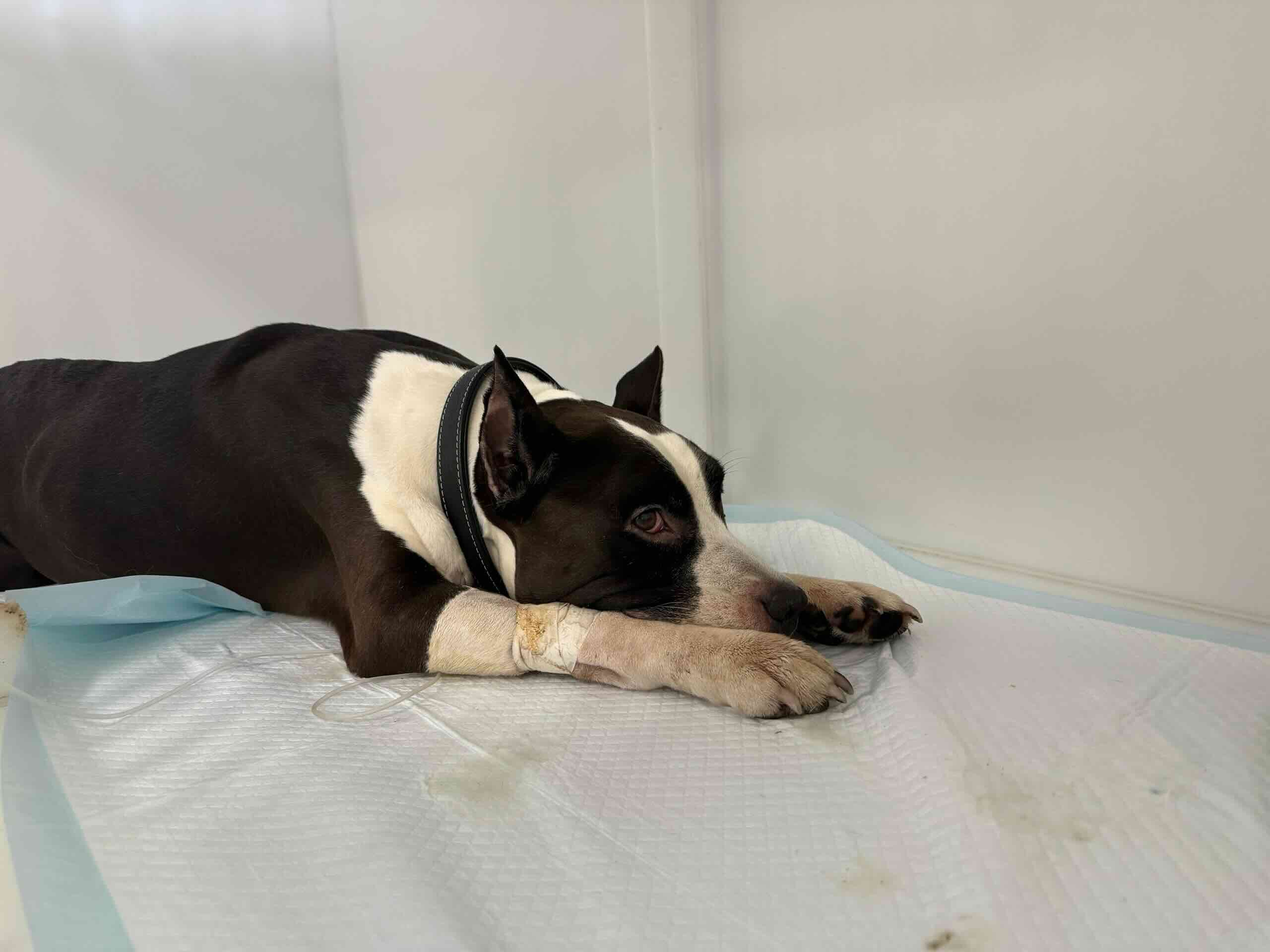 https://zoonika.com/wp-content/uploads/2026/05/vet-clinika-doctor-nebolit.jpg