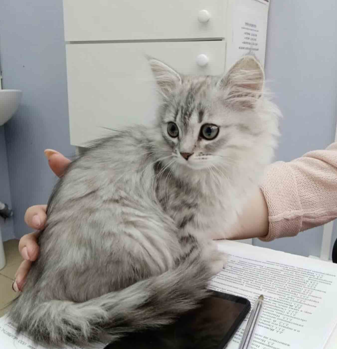 https://zoonika.com/wp-content/uploads/2026/05/vet-clinika-dom-veterinara-cena.jpg