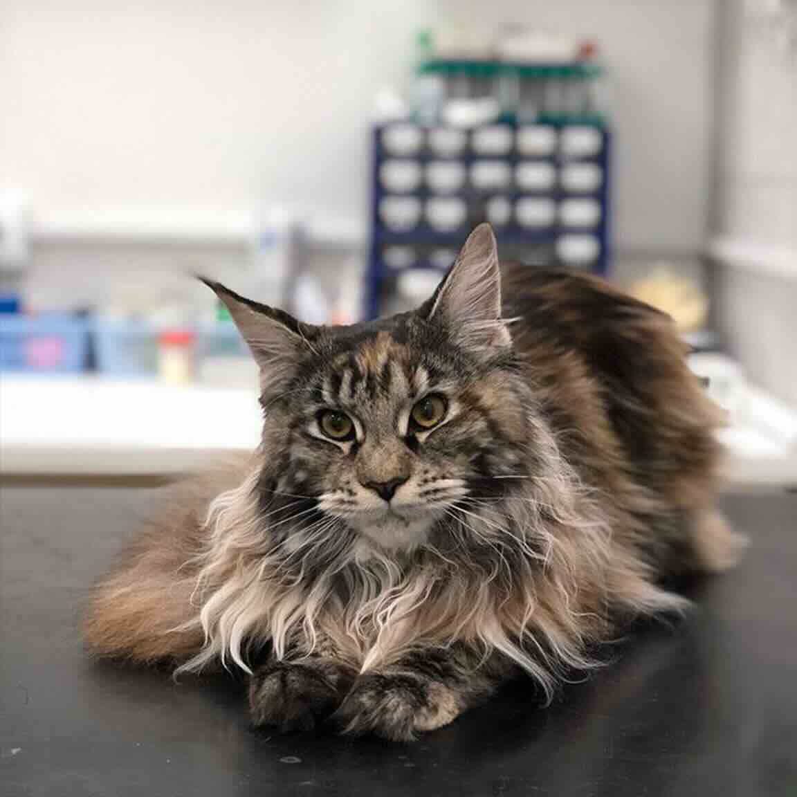 https://zoonika.com/wp-content/uploads/2026/05/vet-clinika-gav-zdrav-cena.jpeg