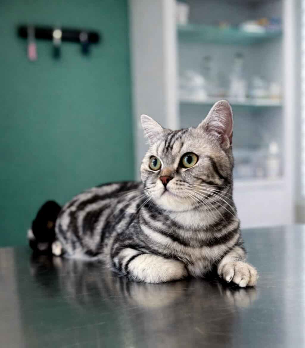 https://zoonika.com/wp-content/uploads/2026/05/vet-clinika-i-eg-s-nami-rjadom.jpeg