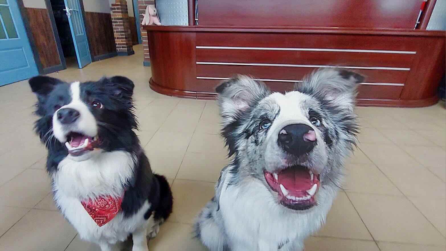 https://zoonika.com/wp-content/uploads/2026/05/vet-clinika-rjadom-rjadom.jpeg