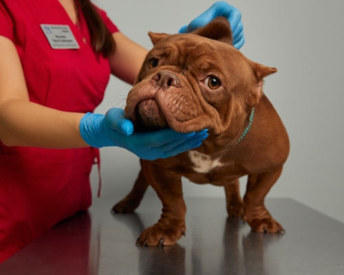 https://zoonika.com/wp-content/uploads/2026/05/vet-clinika-trias-nedorogo.jpg