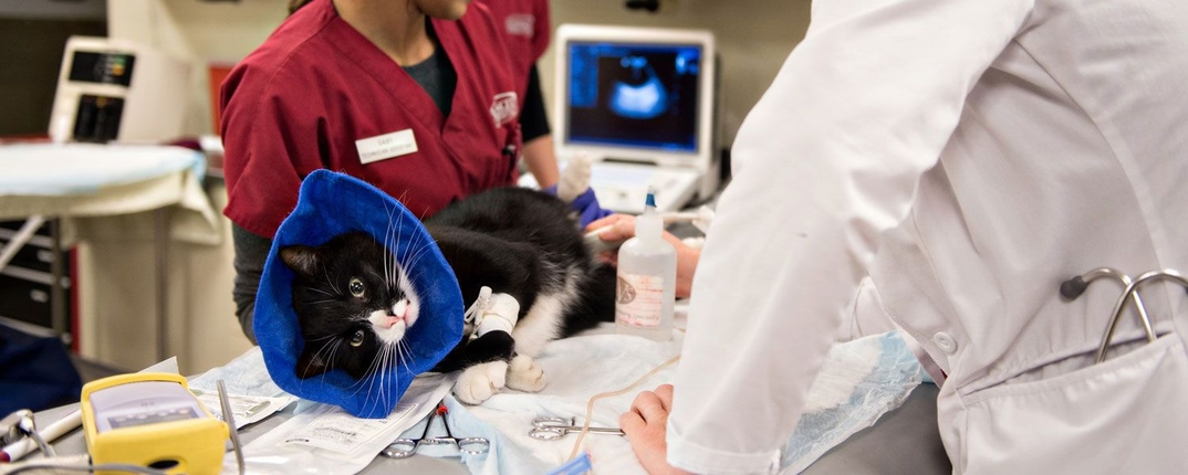 https://zoonika.com/wp-content/uploads/2026/05/vet-clinika-vetlink-rjadom.jpg