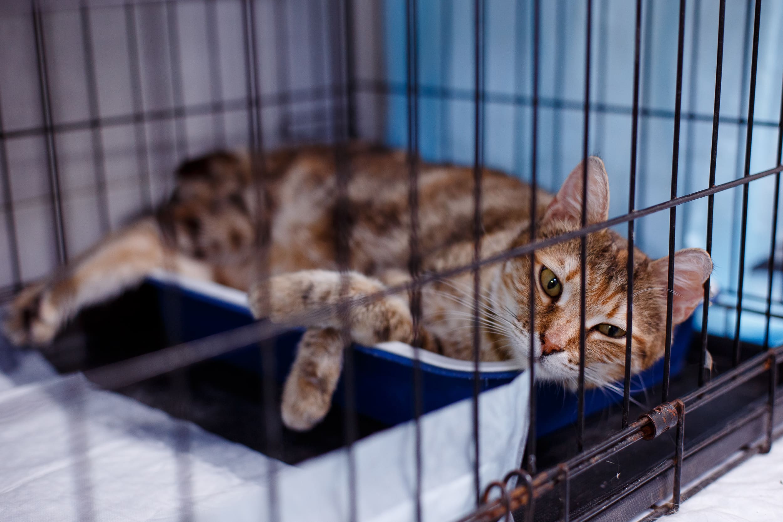 https://zoonika.com/wp-content/uploads/2026/05/vet-clinika-zarubina-adres.jpg
