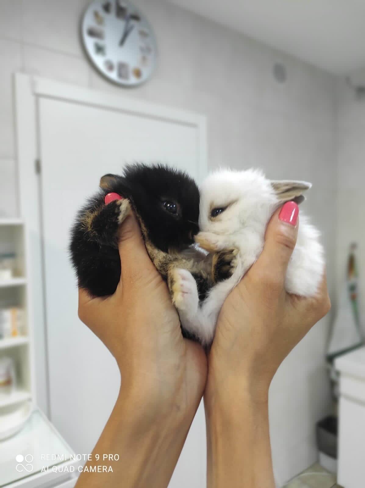https://zoonika.com/wp-content/uploads/2026/05/veterinarnaja-clinika-ajbolit-99-adres.jpeg
