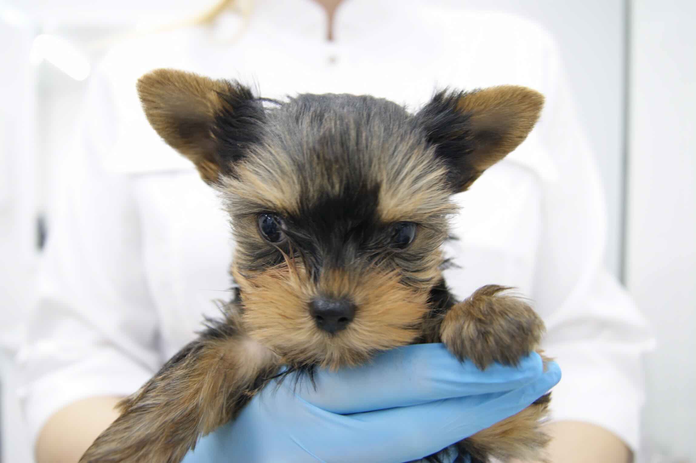 https://zoonika.com/wp-content/uploads/2026/05/veterinarnaja-clinika-anta-vet-rjadom.jpeg