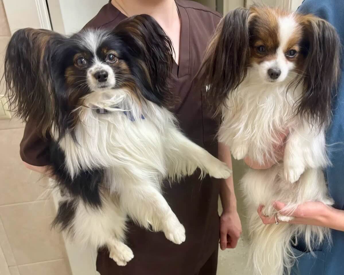 https://zoonika.com/wp-content/uploads/2026/05/veterinarnaja-clinika-vetus.jpg