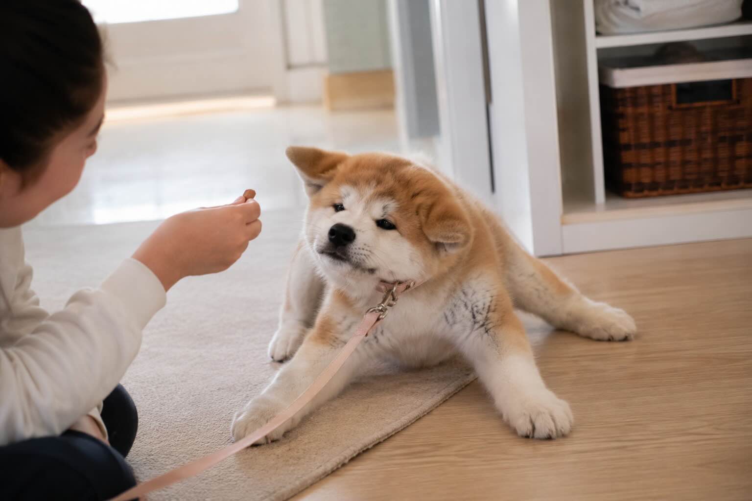 vospitanie-shchenka-akita-inu-s-pervogo-dnya