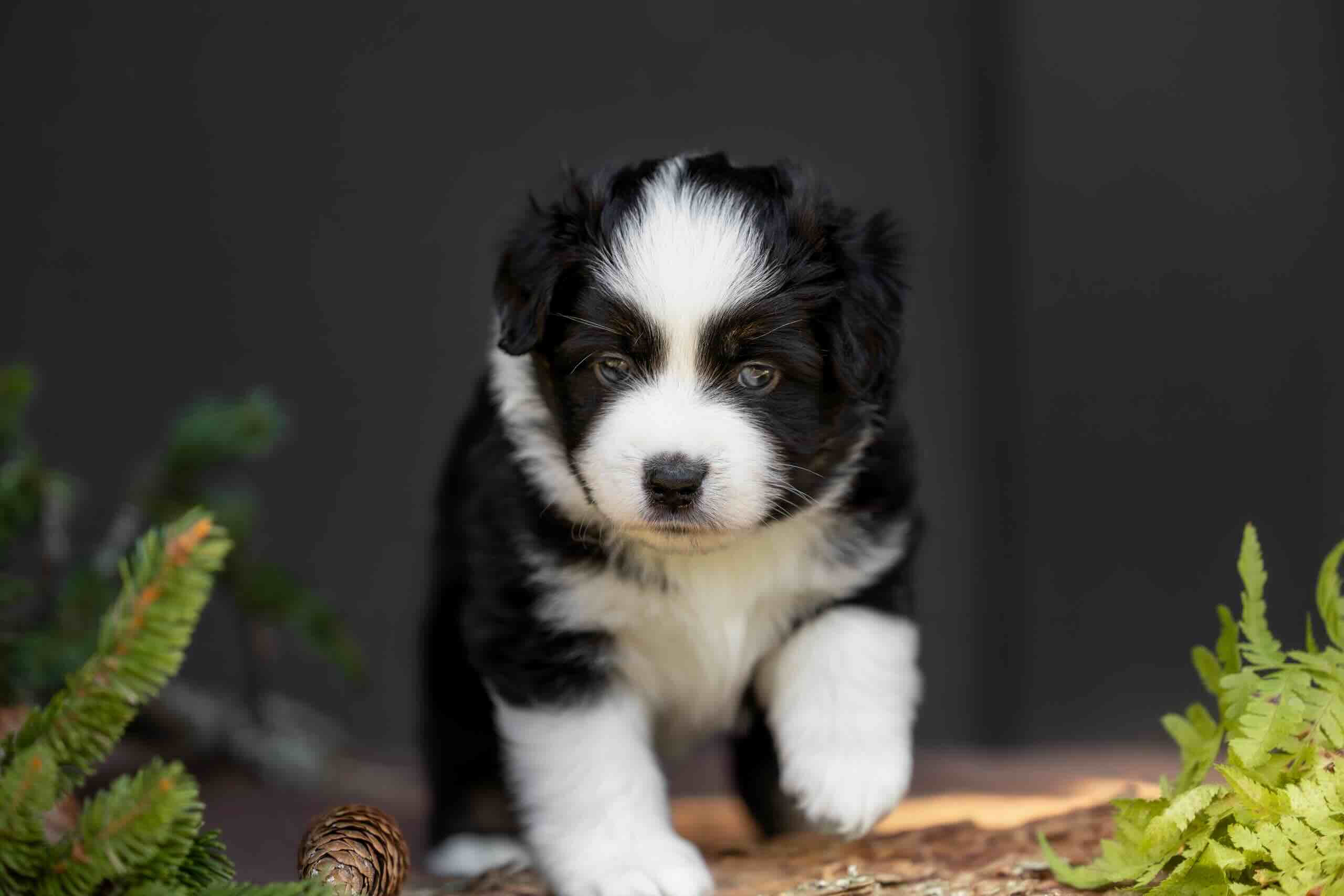american-mini-aussi-buy-dog