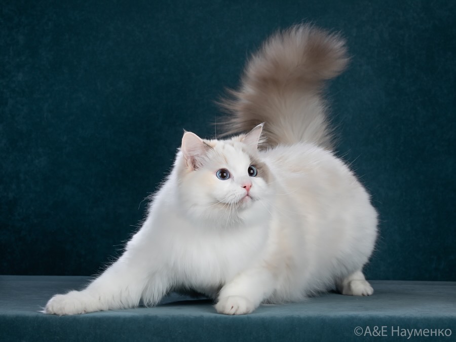 cats-cattery-Bary-Prides-ragdoll-buy-cat