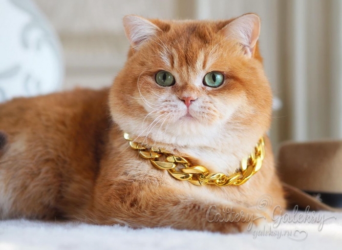cattery-gallery-galeksy-british-cats-v-novosibirske