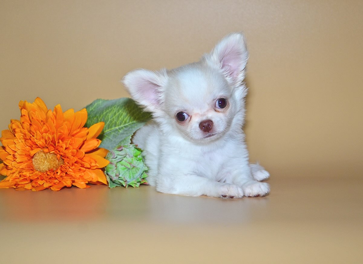 chihuahua-buy-puppy-from-kennel