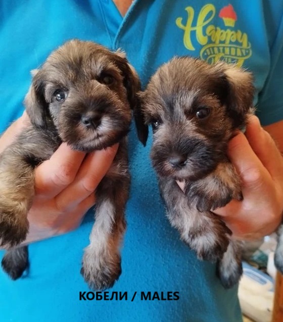 cvergshnaucer-buy-puppy-from-kennel