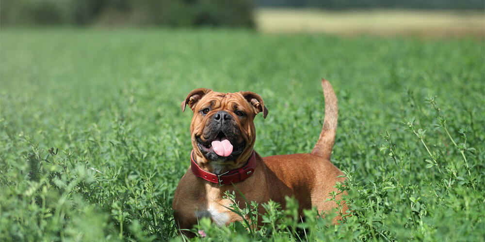 dogs-kennel-avanzar-kontinentalnij-bulldog-buy-puppy