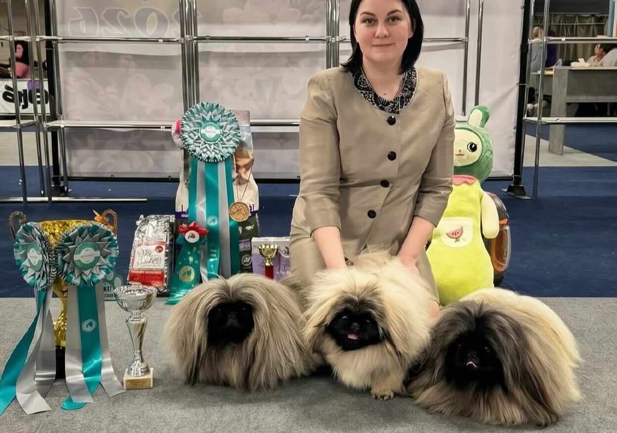 dogs-kennel-jasmin-palace-pekingese