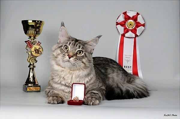 https://zoonika.com/wp-content/uploads/2026/06/felinologicheskij-klub-rius-1.jpeg