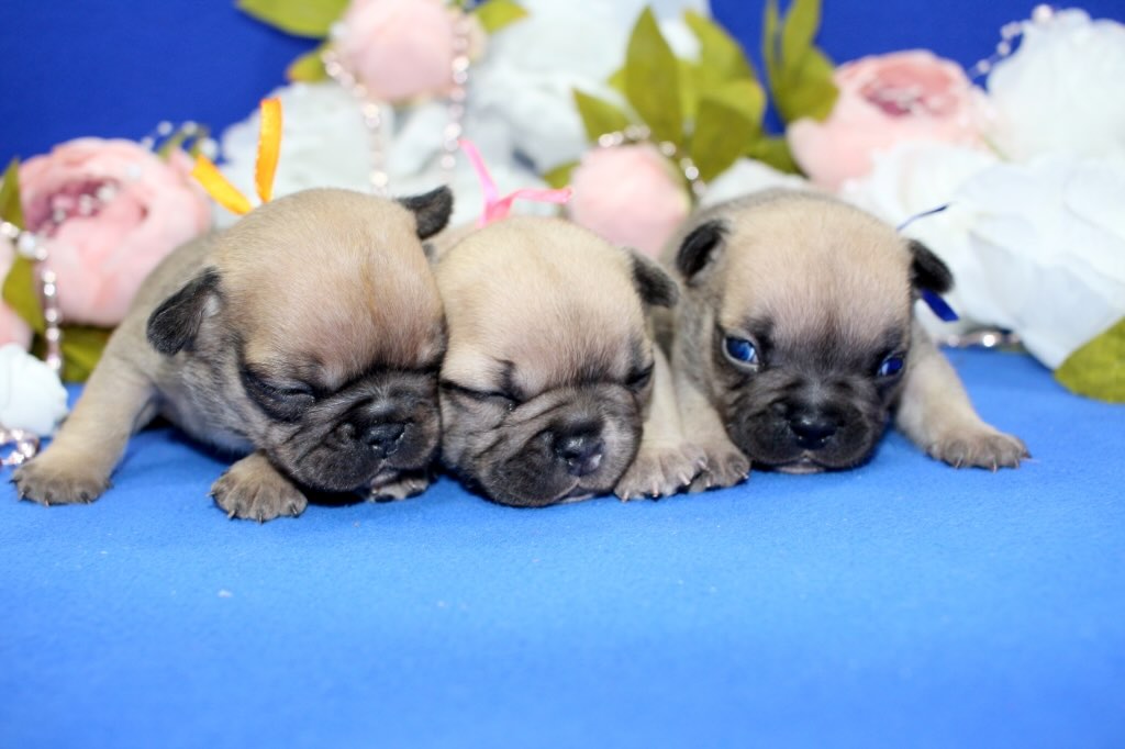franch-bulldog-kupit-shchenka