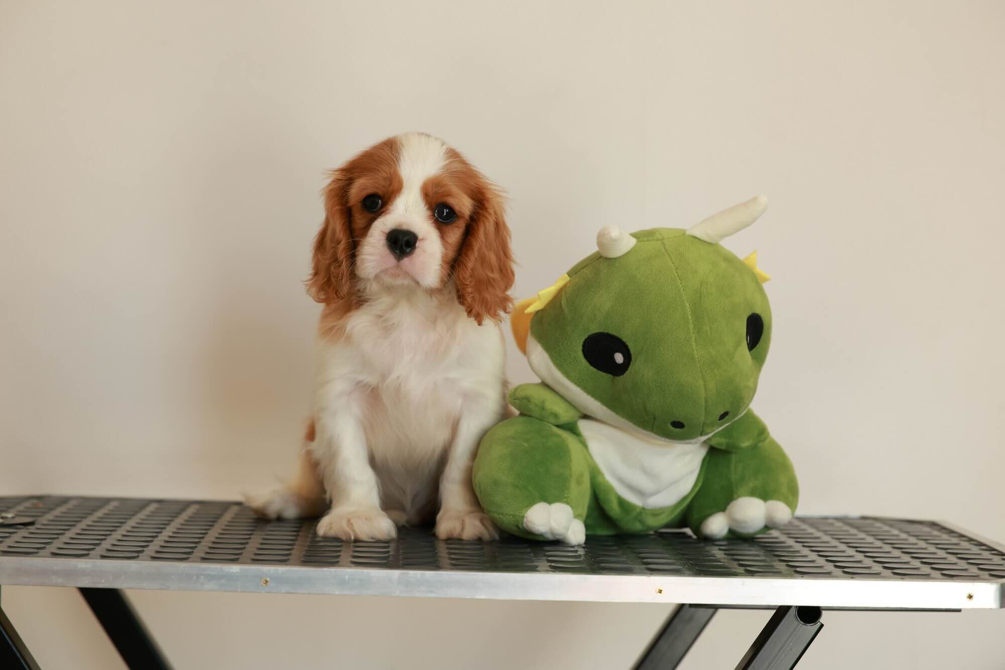 kavaler-king-charlz-spaniel-kupit-shhenka