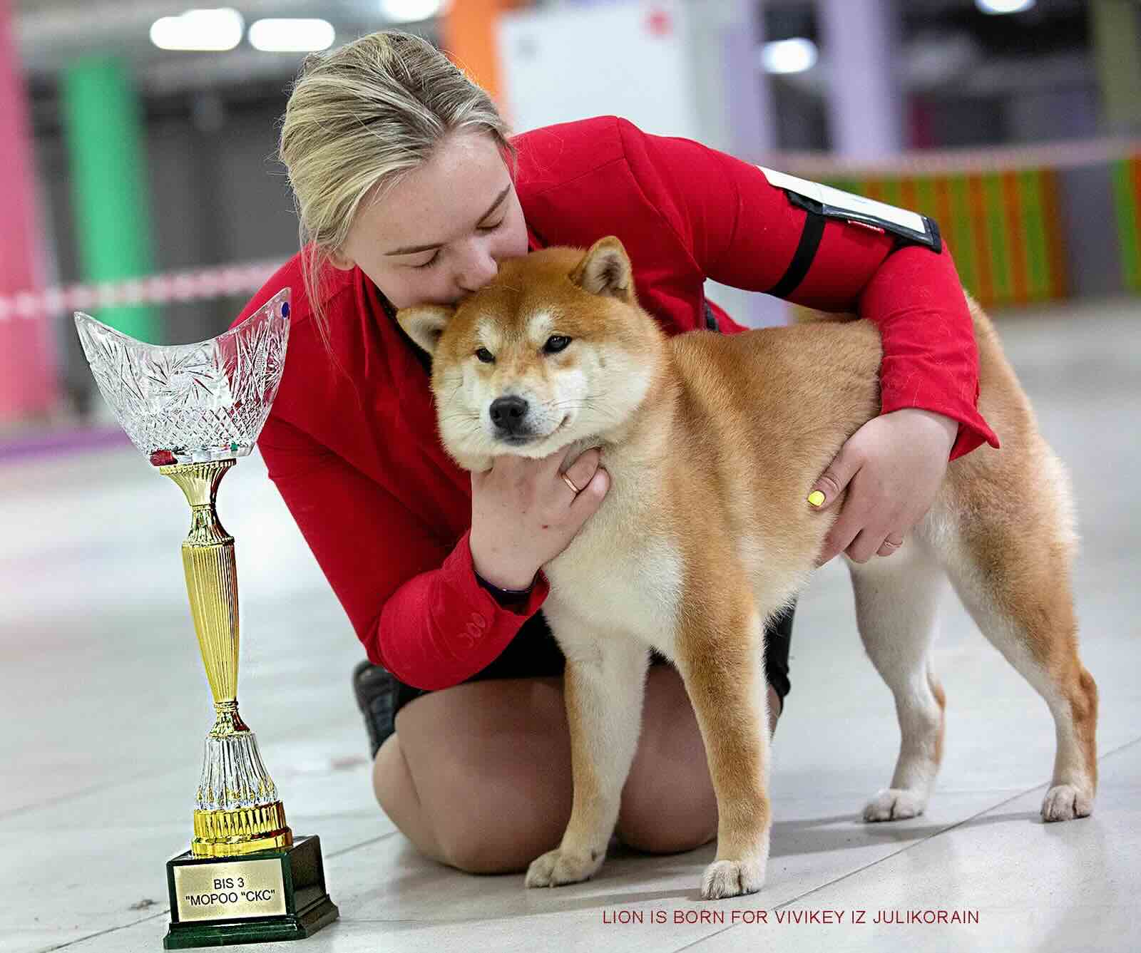 kennel-iz-julikorain-siba-inu-buy-puppy