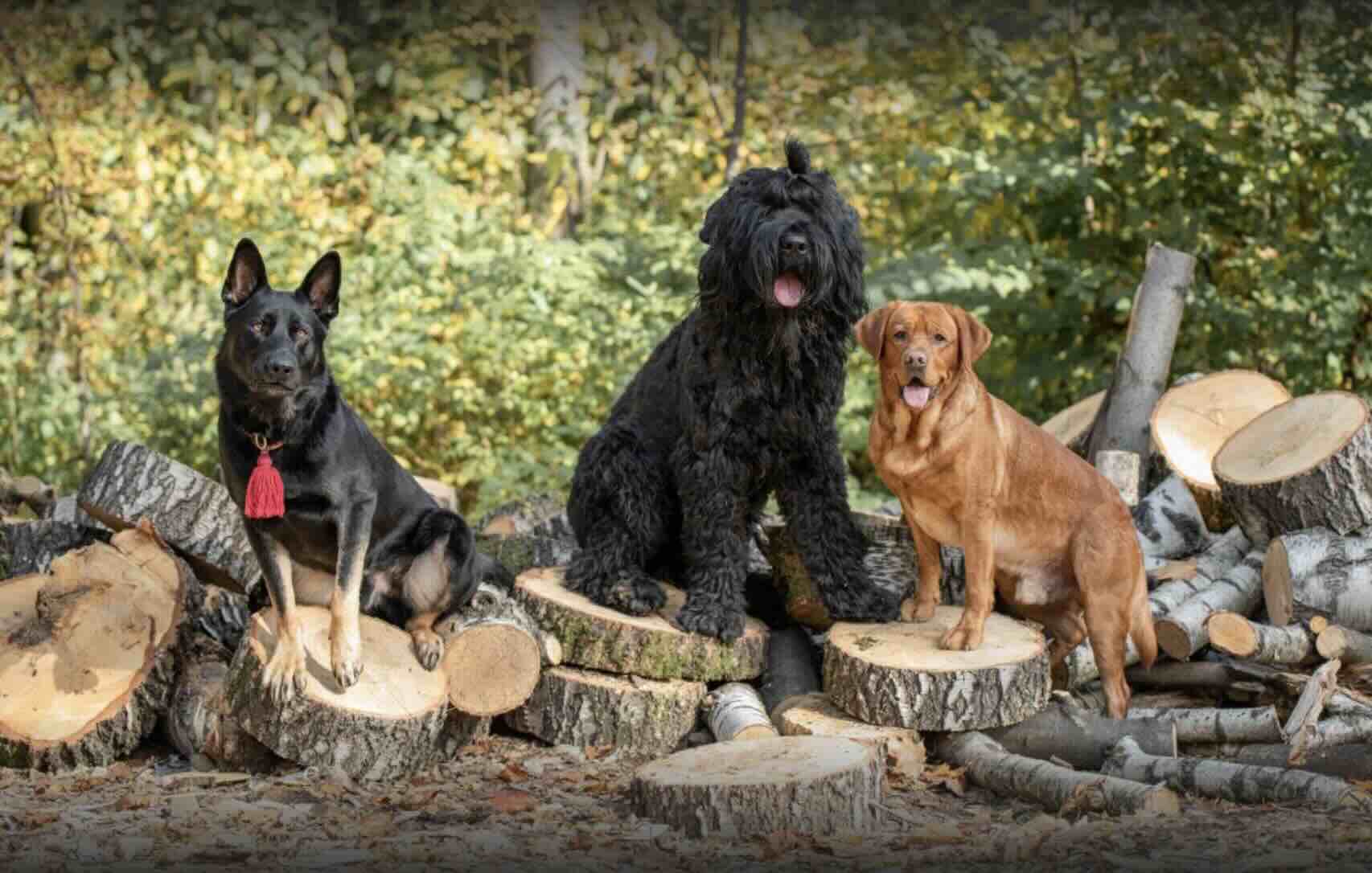 https://zoonika.com/wp-content/uploads/2026/06/kinologicheskij-klub-Denidog-dressirovka-sobak.jpg