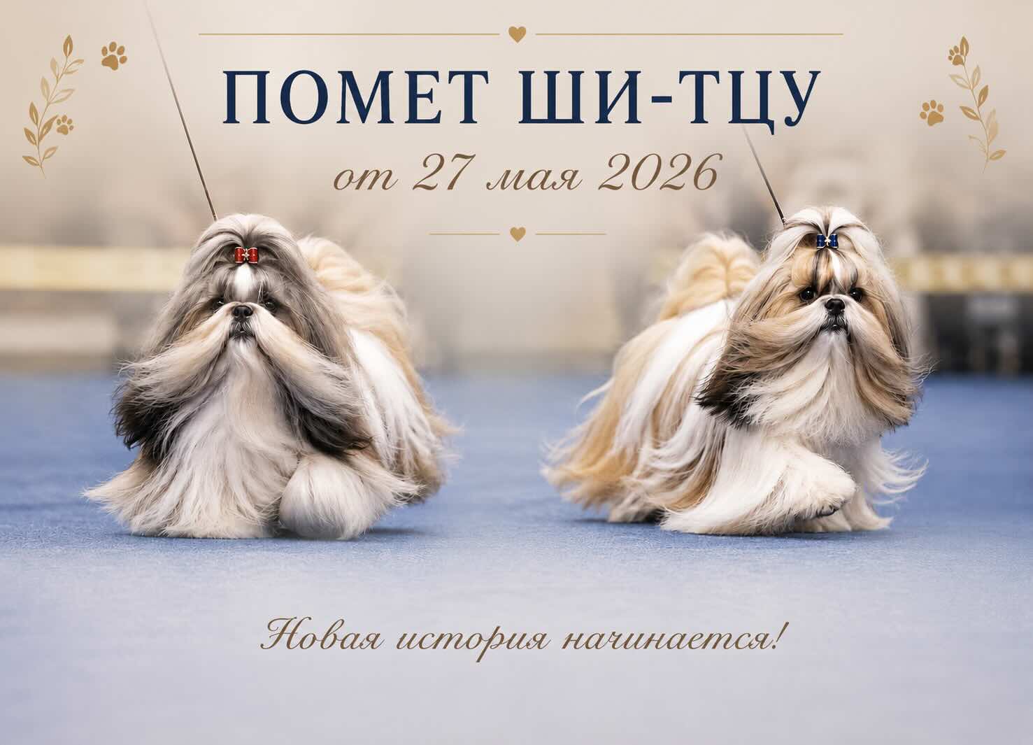 kupit-shchenka-shih-tzu