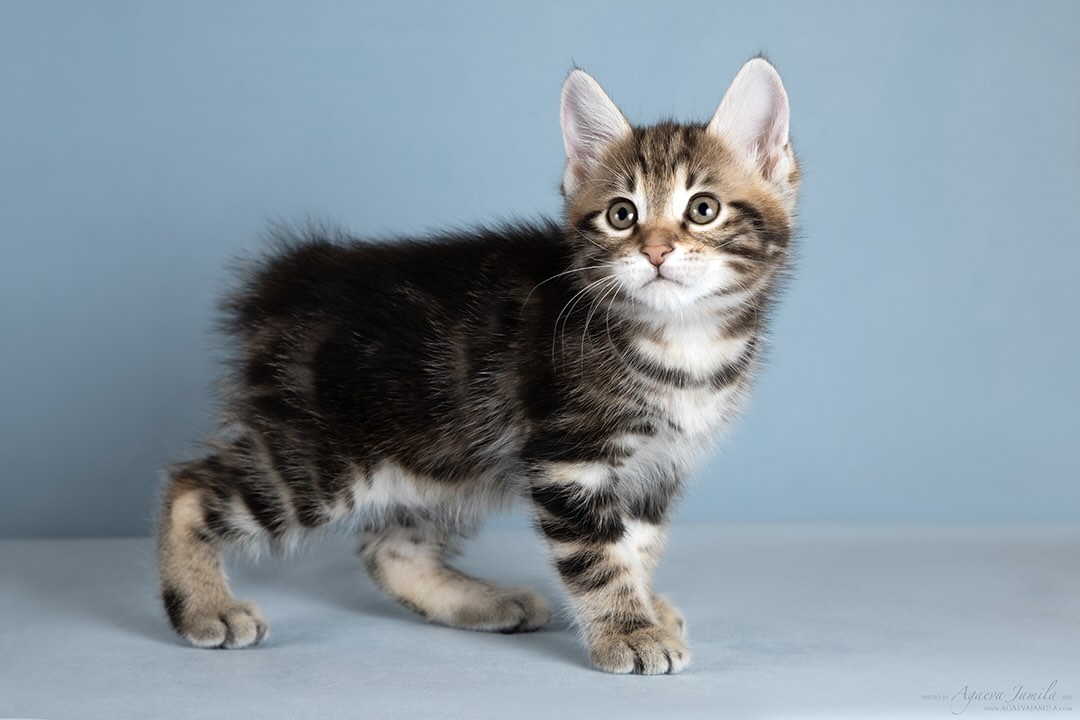 kurilskij-bobtail-kupit-kotenka