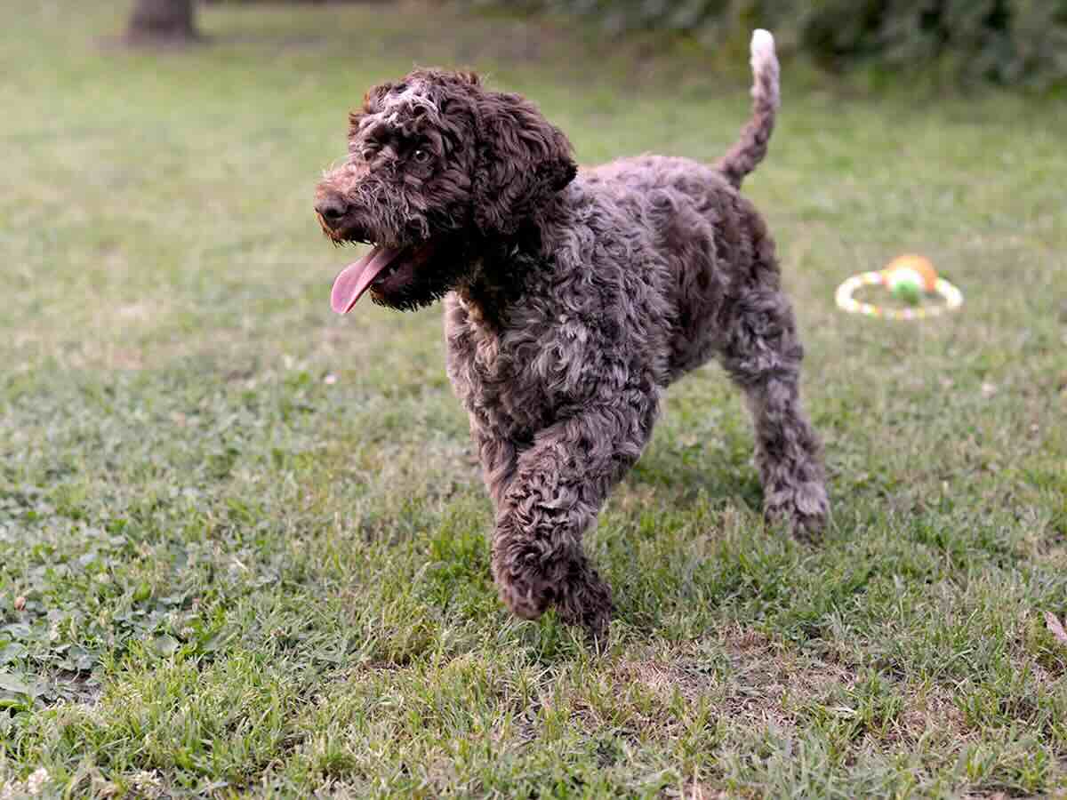 lagotto-romagnolo-kupit-shchenka-devochka