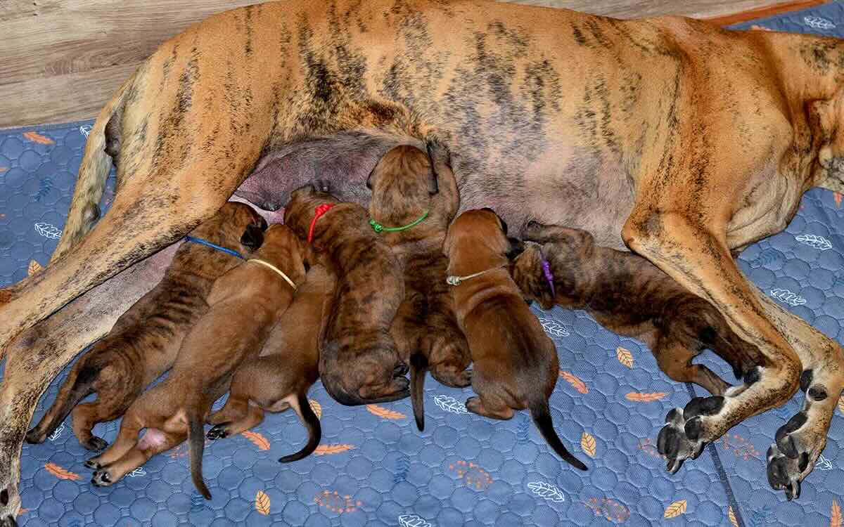 nemeckij-dog-tigrovij-kupit-shchenka