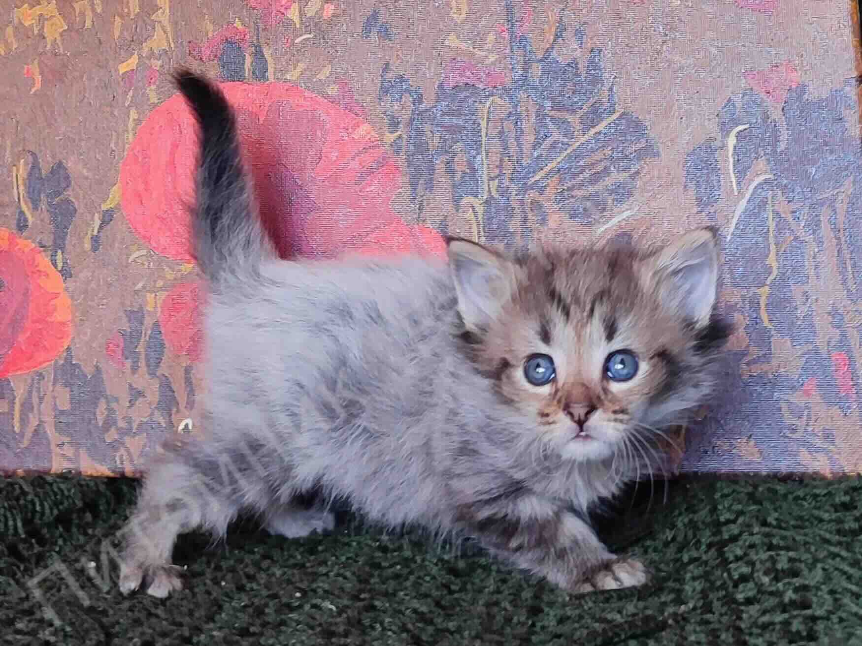 norvezhskaja-leshaja-koshka-kupit-kotenka