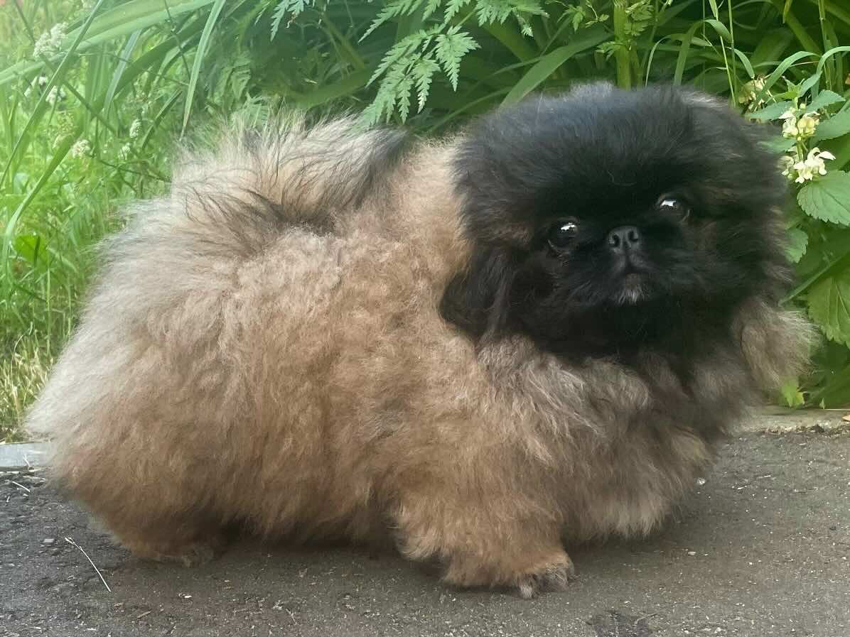 pekingese-kupit-shchenka