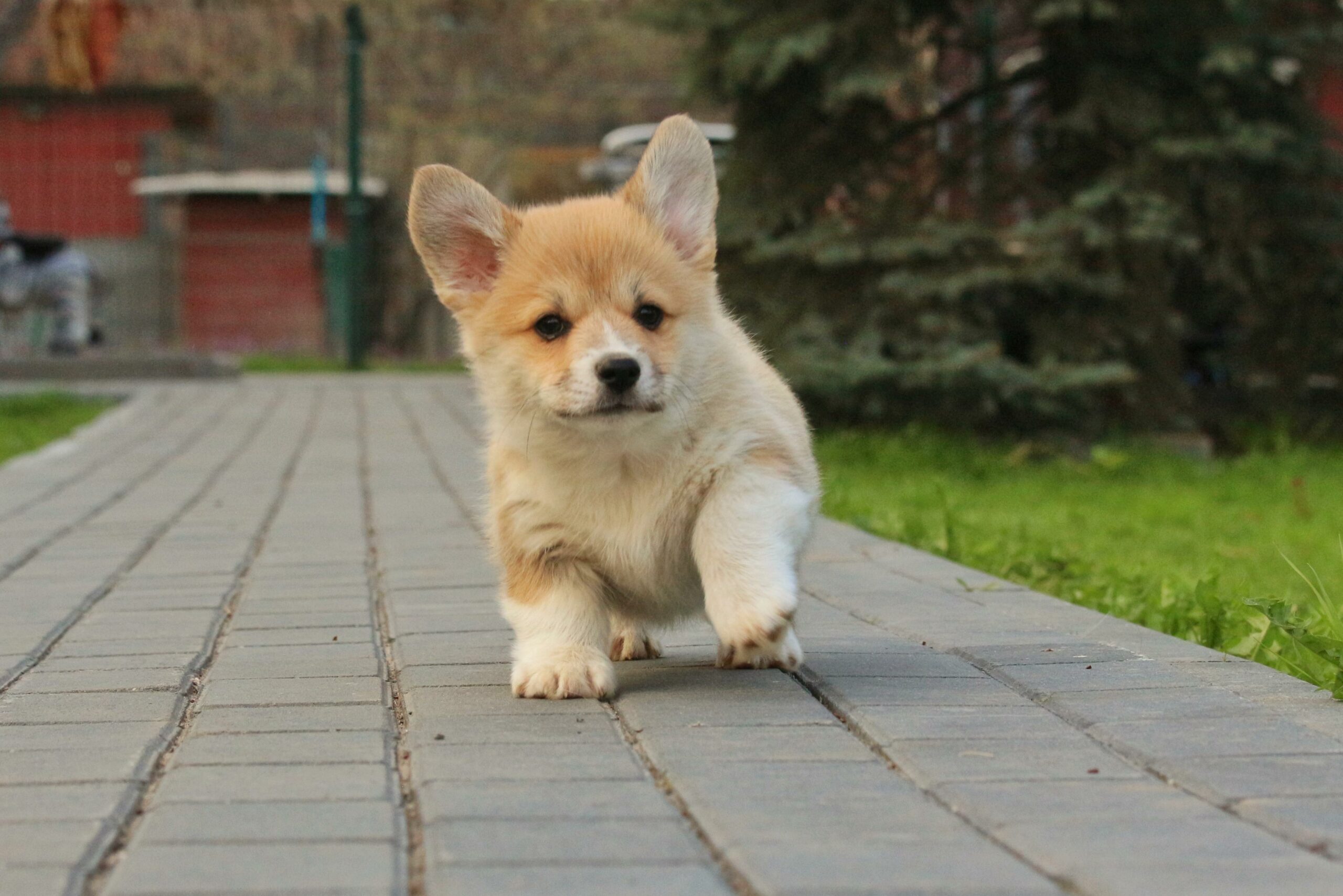 pet_20260613_095737_0