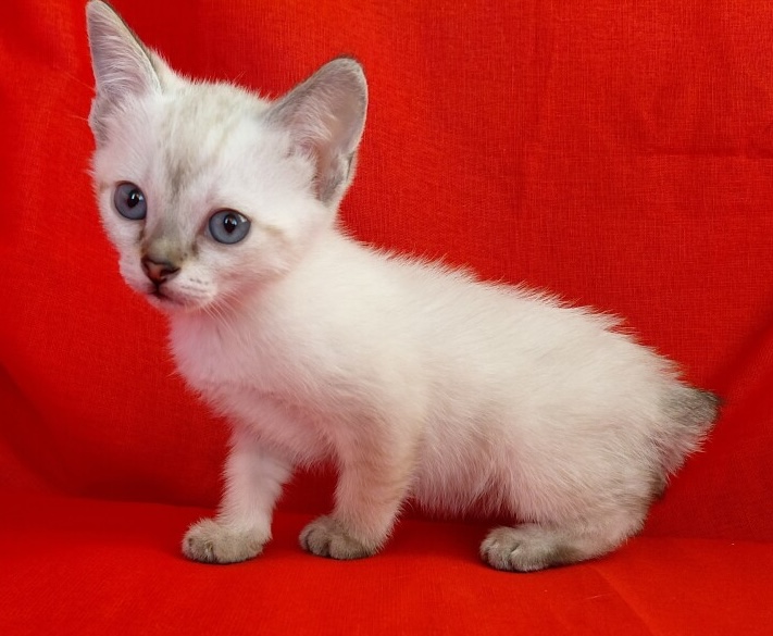 pet_20260624_203120_0
