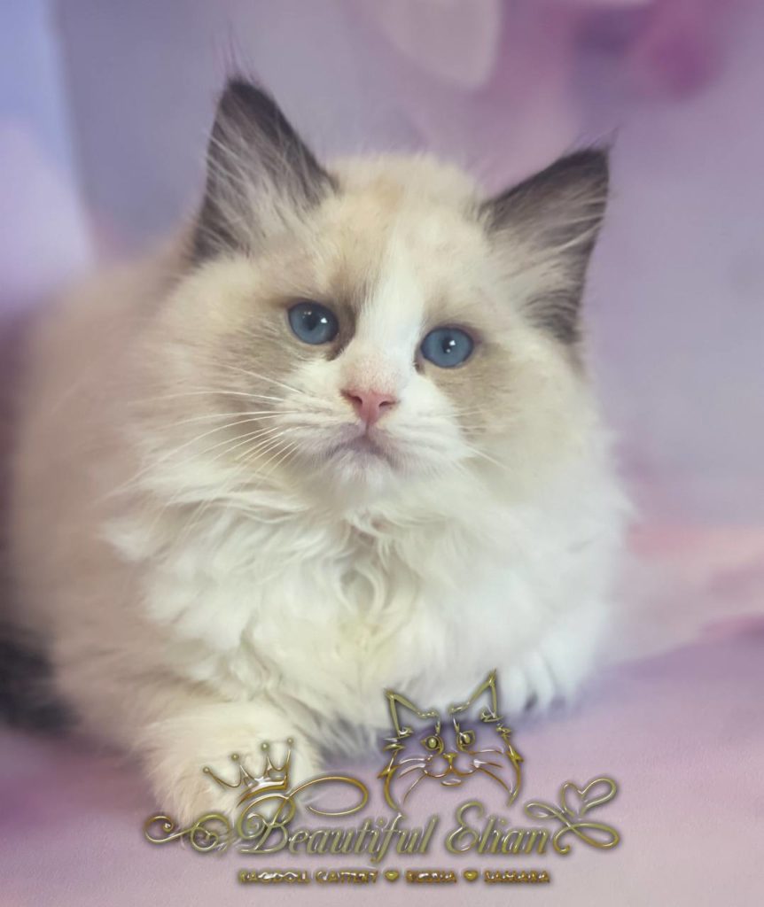 pet_20260625_203643_0