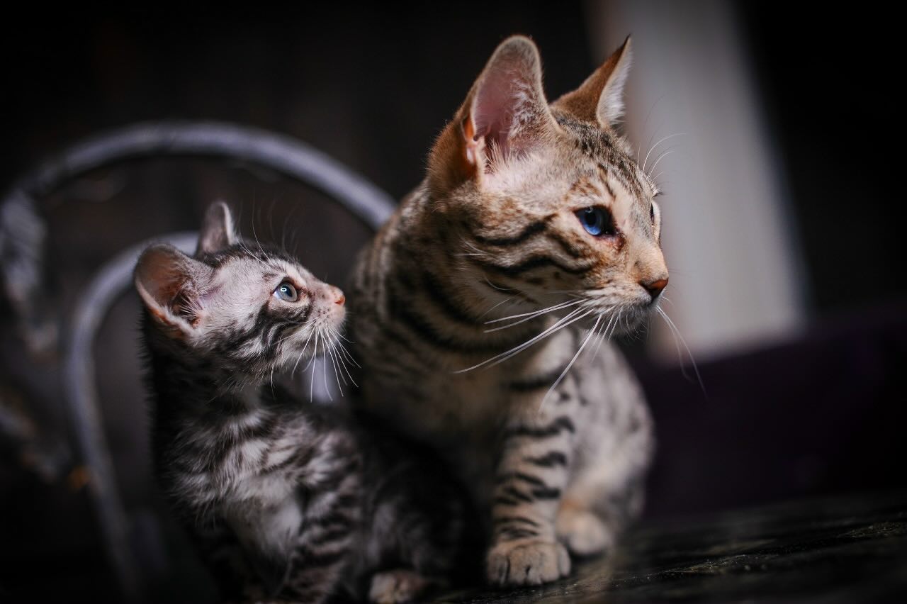 pitomnik-СAT-LIKE-ART-bengal-cat-buy-kitten