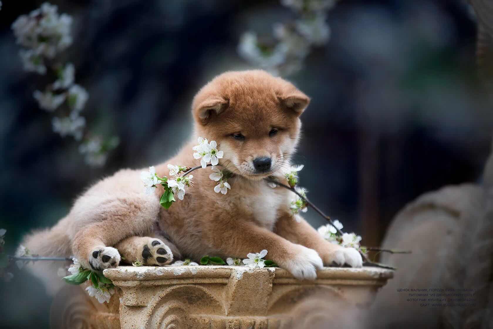 shiba-inu-kupit-shchenka-japan