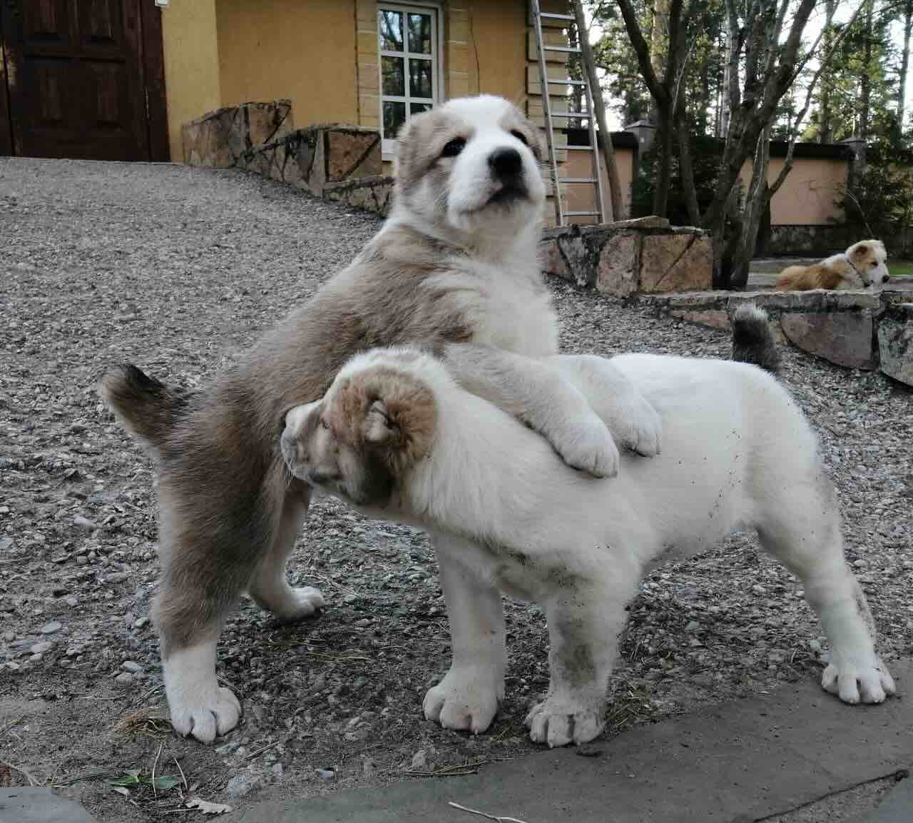 sredneaziatskaja-ovcharka-kennel-kupit-shchenka