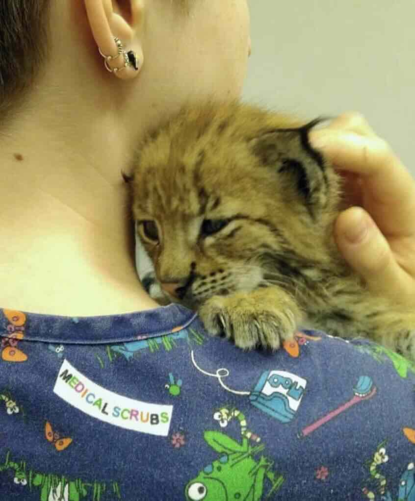https://zoonika.com/wp-content/uploads/2026/06/vet-clinika-rodentvet-adres.jpg