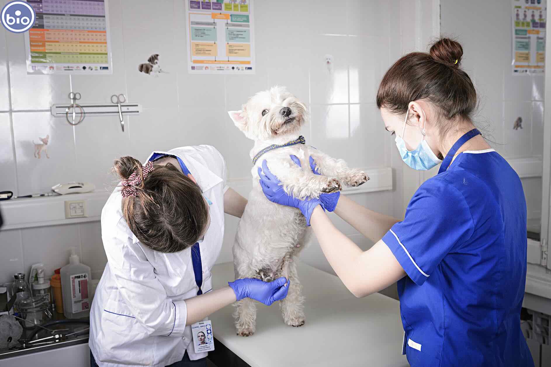 https://zoonika.com/wp-content/uploads/2026/06/vet-clinika-shans-bio-adres.jpg