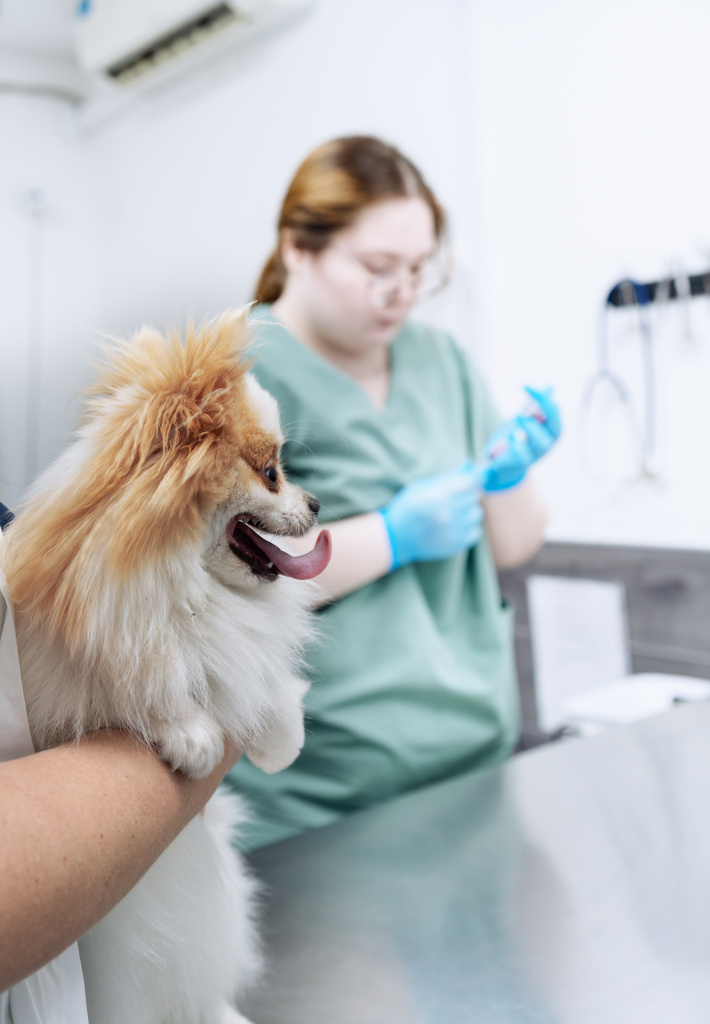 https://zoonika.com/wp-content/uploads/2026/06/vet-clinika-vasilek.jpg
