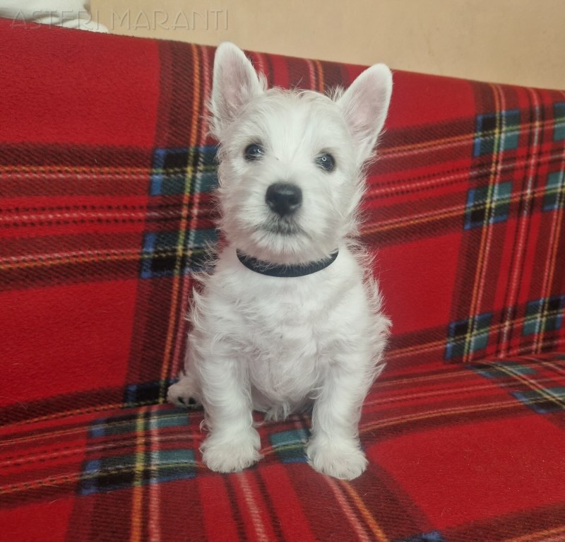west-highland-white-terrier-kupit-shchenka