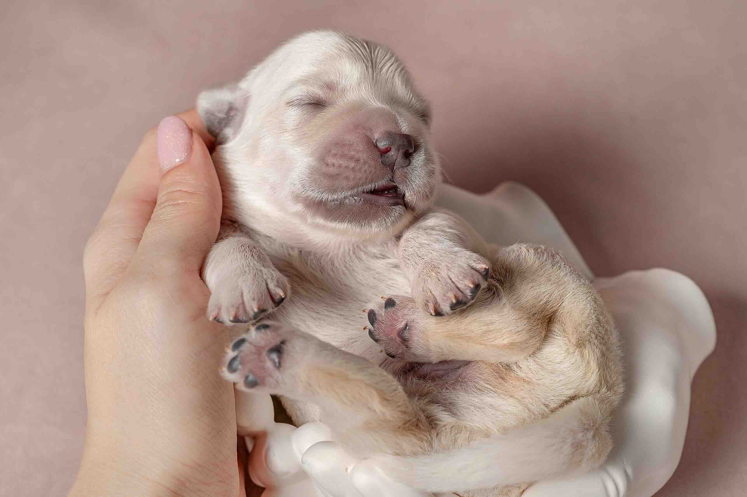 zolotistij-retriver-buy-puppy-v-penze