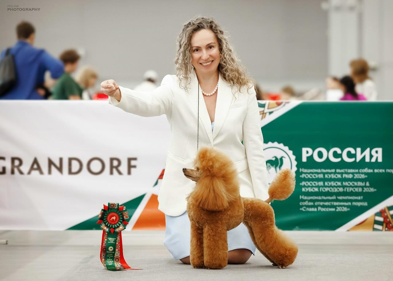 Atelier-Princess-Poodle-Kennel-kupit-shchenka