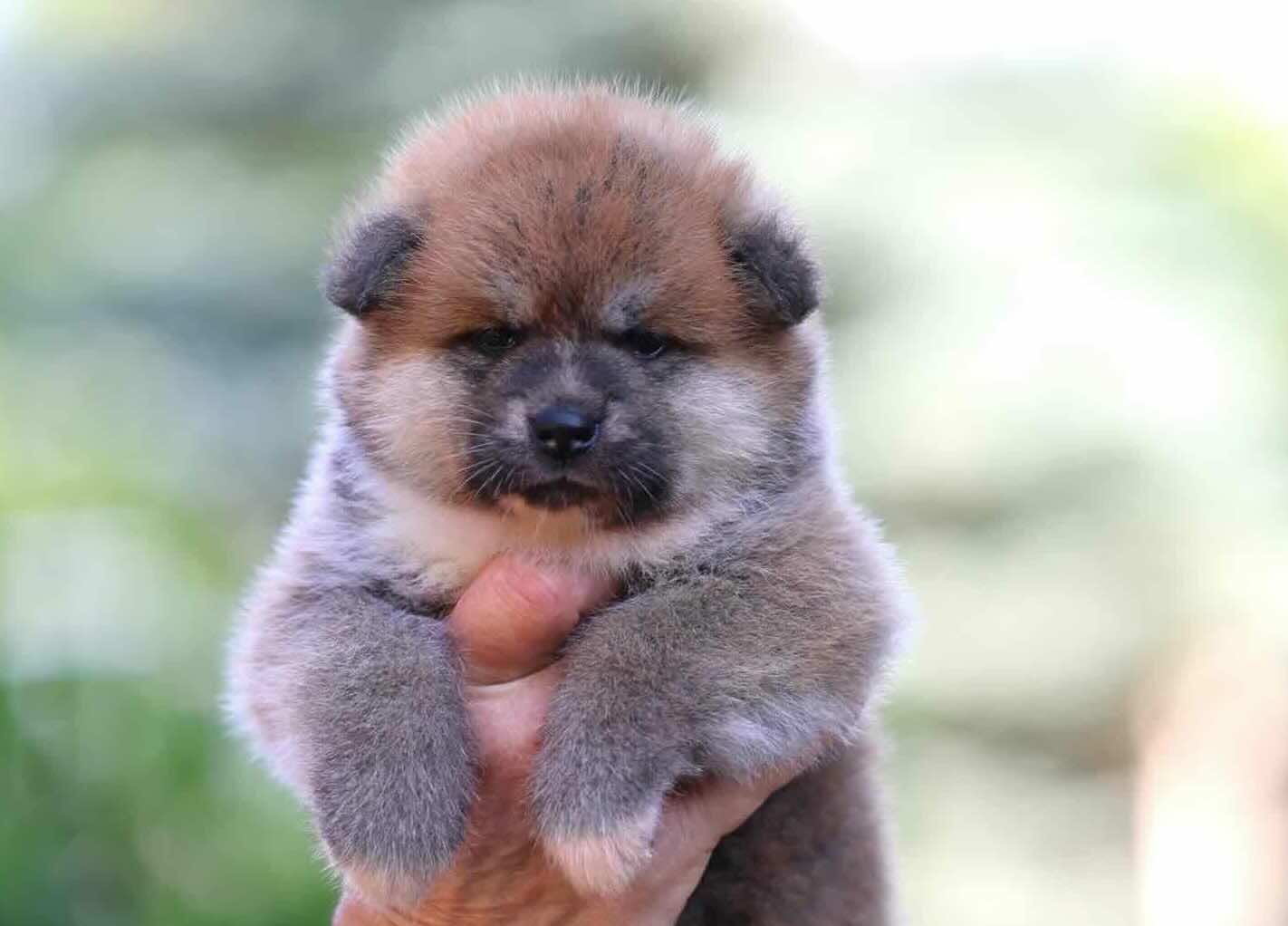 akita-inu-kupit-shchenka-v-moskve