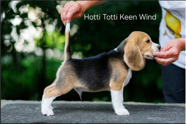 beagle-kupit-porodistogo-shchenka