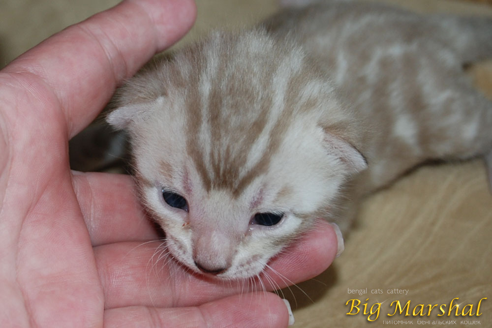 bengalskaja-koshka-buy-cat